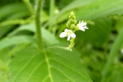 <strong>Euphorbiaceae - Caperonia palustris (L.) A.St.-Hil.</strong><br />© Pascal MARNOTTE / CIRAD