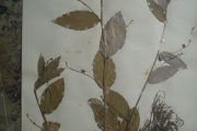 <strong>Euphorbiaceae - Caperonia palustris (L.) A.St.-Hil.</strong><br />© Friday EKEMELE