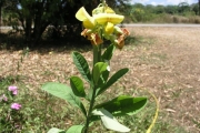<strong>Fabaceae - Crotalaria retusa L.</strong><br />© Cyril CRUSSON / CIRAD