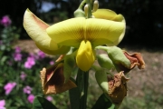 <strong>Fabaceae - Crotalaria retusa L.</strong><br />© Cyril CRUSSON / CIRAD