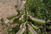 <strong>Fabaceae - Crotalaria retusa L.</strong><br />© Cyril CRUSSON / CIRAD