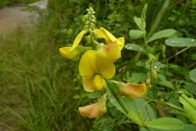 <strong>Fabaceae - Crotalaria retusa L.</strong><br />© Thomas LE BOURGEOIS / CIRAD