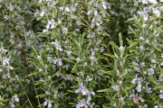 <strong>Lavinia Selli - Methodological framework to select plant species for controlling rill and gully erosion: application to a Mediterranean ecosystem,S. De Baets, J. Poesen, B. Reubens, B. Muys, J. De Baerdemaeker and J. Meersmans - Article</strong><br />© 