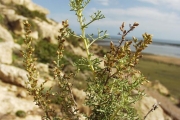 <strong>Lavinia Selli - Methodological framework to select plant species for controlling rill and gully erosion: application to a Mediterranean ecosystem,S. De Baets, J. Poesen, B. Reubens, B. Muys, J. De Baerdemaeker and J. Meersmans - Article</strong><br />© 