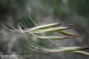 <strong>Lavinia Selli - Methodological framework to select plant species for controlling rill and gully erosion: application to a Mediterranean ecosystem,S. De Baets, J. Poesen, B. Reubens, B. Muys, J. De Baerdemaeker and J. Meersmans - Article</strong><br />© 