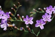 <strong>Lavinia Selli - Methodological framework to select plant species for controlling rill and gully erosion: application to a Mediterranean ecosystem,S. De Baets, J. Poesen, B. Reubens, B. Muys, J. De Baerdemaeker and J. Meersmans - Article</strong><br />© 