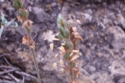 <strong>Lavinia Selli - Methodological framework to select plant species for controlling rill and gully erosion: application to a Mediterranean ecosystem,S. De Baets, J. Poesen, B. Reubens, B. Muys, J. De Baerdemaeker and J. Meersmans - Article</strong><br />© 