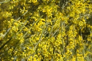 <strong>Lavinia Selli - Methodological framework to select plant species for controlling rill and gully erosion: application to a Mediterranean ecosystem,S. De Baets, J. Poesen, B. Reubens, B. Muys, J. De Baerdemaeker and J. Meersmans - Article</strong><br />© 