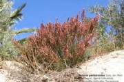 <strong>Lavinia Selli - Methodological framework to select plant species for controlling rill and gully erosion: application to a Mediterranean ecosystem,S. De Baets, J. Poesen, B. Reubens, B. Muys, J. De Baerdemaeker and J. Meersmans - Article</strong><br />© 