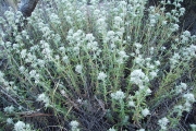 <strong>Lavinia Selli - Methodological framework to select plant species for controlling rill and gully erosion: application to a Mediterranean ecosystem,S. De Baets, J. Poesen, B. Reubens, B. Muys, J. De Baerdemaeker and J. Meersmans - Article</strong><br />© 
