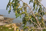 <strong>Lavinia Selli - Methodological framework to select plant species for controlling rill and gully erosion: application to a Mediterranean ecosystem,S. De Baets, J. Poesen, B. Reubens, B. Muys, J. De Baerdemaeker and J. Meersmans - Article</strong><br />© 