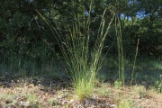 <strong>Lavinia Selli - Methodological framework to select plant species for controlling rill and gully erosion: application to a Mediterranean ecosystem,S. De Baets, J. Poesen, B. Reubens, B. Muys, J. De Baerdemaeker and J. Meersmans - Article</strong><br />© 