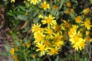 <strong>Lavinia Selli - Methodological framework to select plant species for controlling rill and gully erosion: application to a Mediterranean ecosystem,S. De Baets, J. Poesen, B. Reubens, B. Muys, J. De Baerdemaeker and J. Meersmans - Article</strong><br />© 