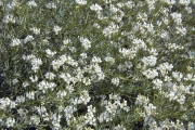 <strong>Lavinia Selli - Methodological framework to select plant species for controlling rill and gully erosion: application to a Mediterranean ecosystem,S. De Baets, J. Poesen, B. Reubens, B. Muys, J. De Baerdemaeker and J. Meersmans - Article</strong><br />© 