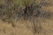 <strong>Lavinia Selli - Methodological framework to select plant species for controlling rill and gully erosion: application to a Mediterranean ecosystem,S. De Baets, J. Poesen, B. Reubens, B. Muys, J. De Baerdemaeker and J. Meersmans - Article</strong><br />© 
