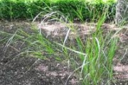 <strong>Lavinia Selli - Methodological framework to select plant species for controlling rill and gully erosion: application to a Mediterranean ecosystem,S. De Baets, J. Poesen, B. Reubens, B. Muys, J. De Baerdemaeker and J. Meersmans - Article</strong><br />© 