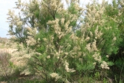 <strong>Lavinia Selli - Methodological framework to select plant species for controlling rill and gully erosion: application to a Mediterranean ecosystem,S. De Baets, J. Poesen, B. Reubens, B. Muys, J. De Baerdemaeker and J. Meersmans - Article</strong><br />© 