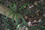 <strong>Taenitis pinnata - Ramon, Laurence - 2</strong><br />© Ramon, Laurence