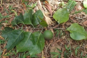 <strong>Salacia aneityensis - Ramon, Laurence - 8</strong><br />© Ramon, Laurence