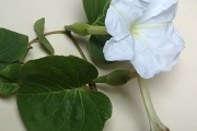 <strong>Ipomoea macrantha - Ramon, Laurence - 139</strong><br />© Ramon, Laurence