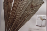 <strong>Oxera vanuatuensis - Curry, P. - 393</strong><br />© Ramon, Laurence