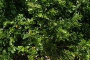 <strong>Premna serratifolia - Ramon, Laurence - 182</strong><br />© Ramon, Laurence