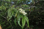<strong>Commersonia bartramia - Ramon, Laurence - 124</strong><br />© Ramon, Laurence