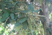 <strong>Heritiera littoralis - Ramon, Laurence - 61</strong><br />© Ramon, Laurence