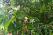 <strong>Melochia odorata - Ramon, Laurence - 126</strong><br />© Ramon, Laurence