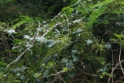 <strong>Pisonia aculeata - Ramon, Laurence - 187</strong><br />© Ramon, Laurence