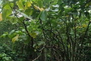 <strong>Piper methysticum var. wichmannii - Ramon, Laurence - 204</strong><br />© Ramon, Laurence