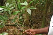 <strong>Rapanea amischocarpa - Ramon, Laurence - 29</strong><br />© Ramon, Laurence