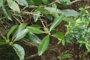 <strong>Rapanea lecardii - Ramon, Laurence - 140</strong><br />© Ramon, Laurence