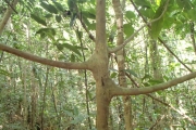 <strong>Tapeinosperma scrobiculatum - Ramon, Laurence - 30</strong><br />© Ramon, Laurence