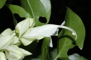 <strong>Oxera balansae - Birnbaum Philippe - 1424</strong><br />© Birnbaum Philippe