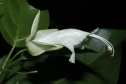<strong>Oxera balansae - Birnbaum Philippe - 1424</strong><br />© Birnbaum Philippe