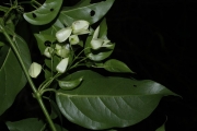 <strong>Oxera balansae - Birnbaum Philippe - 1424</strong><br />© Birnbaum Philippe
