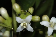<strong>Morinda forsteri - Birnbaum Philippe - 1426</strong><br />© Birnbaum Philippe