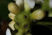 <strong>Morinda forsteri - Birnbaum Philippe - 1426</strong><br />© Birnbaum Philippe