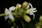 <strong>Morinda forsteri - Birnbaum Philippe - 1426</strong><br />© Birnbaum Philippe