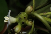 <strong>Morinda forsteri - Birnbaum Philippe - 1426</strong><br />© Birnbaum Philippe
