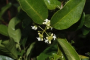 <strong>Morinda forsteri - Birnbaum Philippe - 1426</strong><br />© Birnbaum Philippe