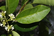 <strong>Morinda forsteri - Birnbaum Philippe - 1426</strong><br />© Birnbaum Philippe