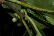 <strong>Morinda forsteri - Birnbaum Philippe - 1426</strong><br />© Birnbaum Philippe