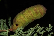 <strong>Serianthes ebudarum - Ramon, Laurence - 16</strong><br />© Birnbaum Philippe