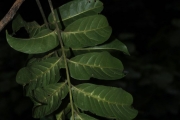 <strong>Dysoxylum molle - Birnbaum Philippe - 1427</strong><br />© Birnbaum Philippe