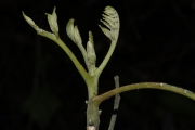 <strong>Dysoxylum molle - Birnbaum Philippe - 1427</strong><br />© Birnbaum Philippe