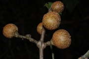 <strong>Dysoxylum molle - Birnbaum Philippe - 1427</strong><br />© Birnbaum Philippe