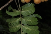 <strong>Dysoxylum molle - Birnbaum Philippe - 1427</strong><br />© Birnbaum Philippe