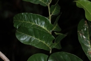 <strong>Dysoxylum molle - Birnbaum Philippe - 1427</strong><br />© Birnbaum Philippe